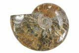 Lot: - Whole Polished Ammonites (Grade B/C) - Pieces #78030-2